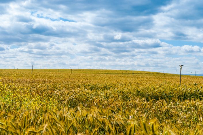 Campo de Trigo no Ribatejo