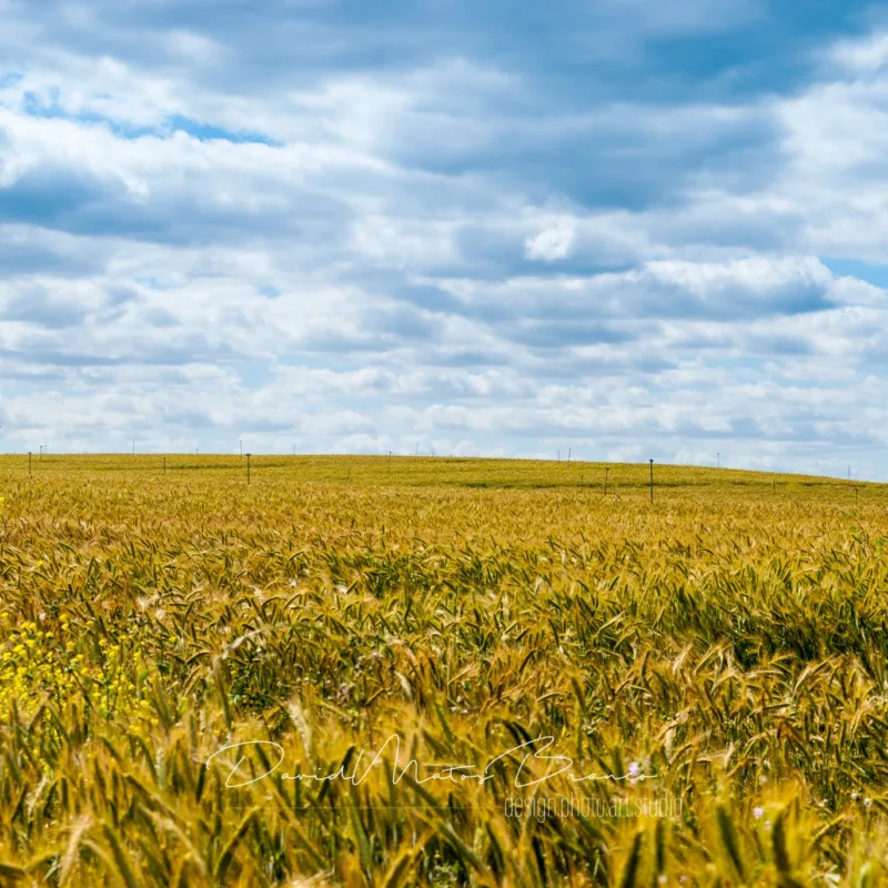 Campo de Trigo no Ribatejo