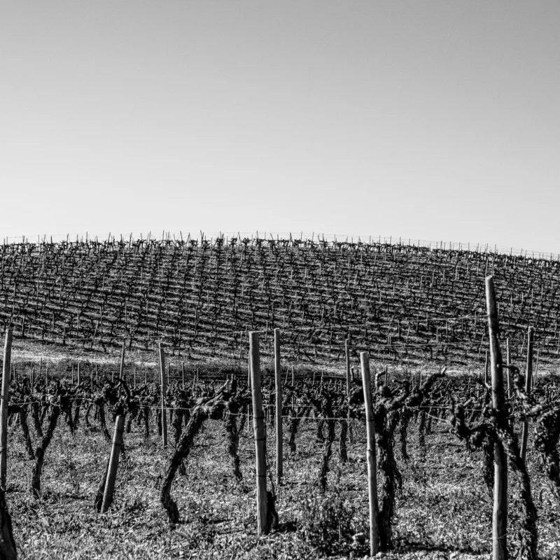 Horizonte vitivinícola