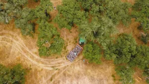 Descortiçamento - Alentejo